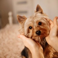 ヨークシャーテリアのお腹や耳が真っ黒に…これって治るの？【獣医師執筆】