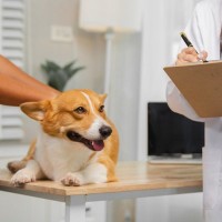 犬の食物アレルギーは『二人三脚』で治す病気。飼い主と病院の連携が鍵になる理由【獣医師執筆】