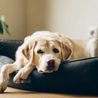 シニア犬の『ボケ』は体からのSOS！痛みや代謝・感覚障害が隠れているかも【獣医師執筆】