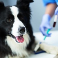 犬の輸血ってどの犬からもできるの？犬の輸血不適合の発生頻度【獣医師執筆】