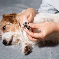 塗り方で効果が変わる！塗り薬の『塗布』と「塗擦」の違い【獣医師執筆】
