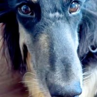 寝起きで髪が爆発してしまった大型犬→ツンツンになりすぎて…家族による『秀逸な例え』に爆笑続々「的確すぎて草」「なんか違う犬みたいｗ」