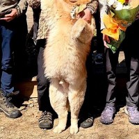 実家にて、大人数で記念撮影→一緒に『大型犬』も参加して…あまりにも可愛い『表情』に34万いいねの大反響「完全に主役で草」「いい笑顔だ」