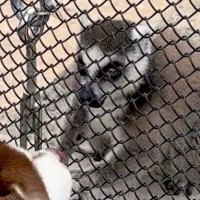 動物園で手を伸ばしてきた猿→大型犬が『撫でてもらえる！』と思ってしまい…可愛すぎる『勘違い』に1万いいね「耳がｗｗ」「仲良くなれそう」