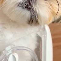 注射のため動物病院に来た犬→『他の犬の悲鳴』が聞こえてくると…この世の終わりのような『絶望顔』に爆笑「わかりやすｗ」「ブルブルすごいｗ」