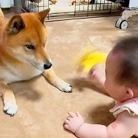 突然家にやってきた『赤ちゃん』に戸惑う犬→6年間、一緒に育てた結果…あまりにも尊い『成長記録』が149万再生「泣いちゃう」「素晴らしい」