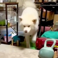 トイレができた秋田犬を『スゴイ！』とみんなで褒めちぎった結果→思わず吹く『シュール過ぎる光景』が132万再生「ゴールパフォーマンスで草」
