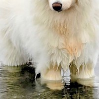 湖で『今日はお魚がいない』とガッカリする大型犬→わかりやす過ぎる『しょんぼり顔』に4万いいね「本当にガッカリしてて草」「まゆげが良いｗ」