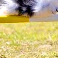 『棒を跳び越える犬』を撮影した結果→ジャンプしているとは思えない『偶然の一枚』に2万いいね集まる「決定的瞬間ｗ」「完全にくつろいでて草」