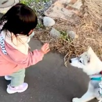 『くちぇ！』3歳の女の子が大型犬に『フセ』を指示した結果→うまく言えずに…平和すぎるやり取りが107万再生「文句言ってて草」「可愛いｗ」