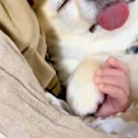 小さな赤ちゃんとお昼寝する犬→おててを繋ぎながら…あまりにも似ている『尊い寝顔』に26万再生の反響「疲れが吹っ飛んだ」「なんて幸せ…」