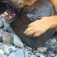 『大きくて持って帰れないよ』川で"お気に入りの石"を見つけた犬→普段は大人しいのに…まさかの豹変が238万再生「必死ｗｗ」「子供みたい」