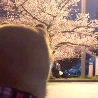 犬がいつもトイレをする場所に行くと『お花見』している人がいて…ジワジワくる『文句を言う光景』が66万再生「どけ言うてて草」「笑ったｗ」