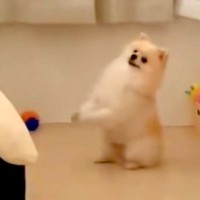 犬が一生懸命『お願いのポーズ』をするので、何かと思って近づいたら…『まさかの光景』が84万再生「懐かしいｗｗ」「うちにあるからあげたい」