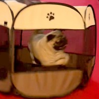 犬のために『折り畳みサークル』を導入した結果…思っていたのと違う『衝撃的な使い方』が65万再生「前世ハムスター？ｗｗ」「意味なくて草」