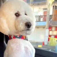 車の助手席に乗る大型犬→なぜか通行人にチラチラ見られて…思わず二度見する『まさかの座り方』に反響「オヤジで草」「笑ってしまったｗｗ」
