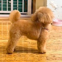 トリミングサロンに預けた犬をお迎えに→『外から名前を呼んでみた』結果…『気付いた瞬間の光景』がたまらないと反響「おめめが…」「可愛すぎ」
