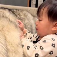 『大型犬のモフモフな毛』に興味津々な赤ちゃん→ワンコが気を遣って…尊すぎる『まさかの対応』が51万再生「涙出た…」「リアルもののけ姫」