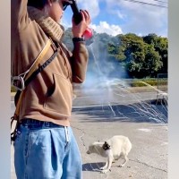 『ごめん、絶対に…』一度捕り逃した野犬→必死に逃げようとして…涙腺崩壊する『逃亡の理由』が100万再生「泣く」「真似できることじゃない」