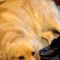 どうしてもお客さんを帰らせたくない犬→玄関に居座って…外に出たくなくなる『可愛すぎる対策』に反響「一生家から出られないｗ」「顔が…」