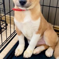 山で保護された『怯えた顔をした子犬』→飼うことを決心した結果…素敵すぎる『現在の表情』に感動「優しいお顔…」「幸せになってよかった」