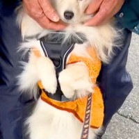 90歳のおじいちゃんのことが大好きな犬→お散歩に行きたいのに、離れようとせず…『駄々をこねてしまう光景』に反響「すまし顔ｗｗ」「可愛い」