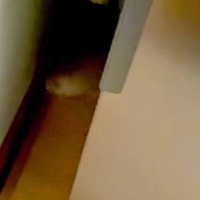 赤ちゃん犬が『叱られてしまった』結果→冷蔵庫の横に隠れてしまい…『14センチの隙間でいじける光景』が愛おしすぎると反響「めっちゃ可愛い」