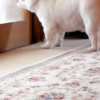 朝、まだ眠っているおばあちゃんに『おはよう』を言いたい犬→部屋の前で待ち続けて…『再会の瞬間』に反響「なんて優しい子」「ウルッときた」