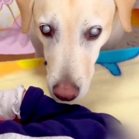 赤ちゃんの泣き声を聞いた『目が見えない大型犬』→一生懸命に心配して…あまりにも尊い光景が17万再生「優しい顔で泣く」「なんて愛情深い…」