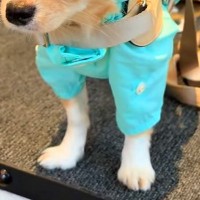 『新しいカッパ』を買ったので、犬に着せた結果→似合いすぎて…まさかの『外科医になる光景』に反響「神妙な表情で草」「声出して笑ったｗ」