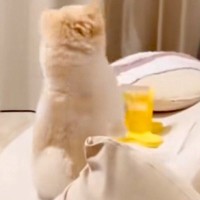 『おやつが出てくるおもちゃ』を犬にあげた結果→使い方がわからずに…『まさかの行動』が73万再生「神社で草」「アホすぎてかわいいｗ」と爆笑