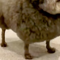 いつも『犬種はなんですか？』と質問されるワンコたち→思わず二度見する『まさかの光景』が166万再生「漫画感すごいｗｗ」「唐揚げかな？」