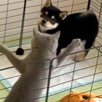子犬のケージに侵入した猫→優しく『猫パンチ』をした結果…とんでもなく尊い『真似っ子する光景』に悶絶の声「なんて短いおてて」「可愛い」
