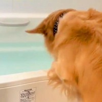 お風呂に溜まった水を見た大型犬→突然大はしゃぎし、何をするのかと思ったら…激しすぎる光景が107万再生「テンションぶち上げｗ」「豪快」