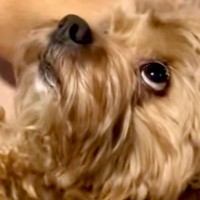 妻の頭をマッサージしていたら、犬が『ボクもやってほしい』とせがんできて…人間の子どものような光景が21万再生「一石二鳥で最高」「白目ｗ」