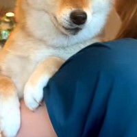 『病院なんて、聞いてない』と文句を言いまくる犬→診察台に乗ってからも…大げさすぎる『表情や態度』に反響「わかるんだよね」「我慢して偉い」