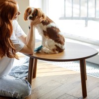 『ストレスを感じやすい犬』の共通点4選　繊細な性格をしているワンコの特徴とは？