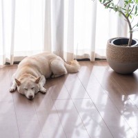犬が安心して暮らせる『生活環境』とは？今すぐに改善すべき部屋の状況まで解説