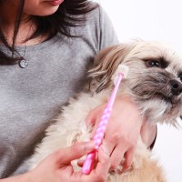 『歯磨きが嫌いな犬』に慣れてもらう方法はあるの？具体的な対処法をご紹介