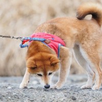 犬につける『首輪・ハーネス』どちらを選ぶべき？それぞれのメリットやデメリットまで