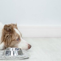 犬が『ご飯を食べてくれない』理由4つ　今すぐに病院へ行くべき状態とは？