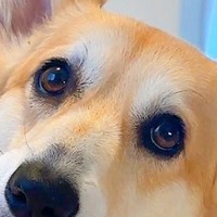 トイレシーツを変えていたら、なぜか近づいてきた犬→ふと振り返ると…まさかの『賢すぎる気遣い』に反響「ママの行動よく見てる」「優しい子」