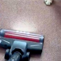 犬の抜け毛を取るため、掃除機をかけた結果→怒るに怒れない『まさかの光景』が10万表示「思ったより入念で草」「許すしかないｗｗ」と爆笑