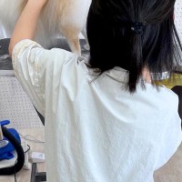 トリミングサロンのお姉さんが大好きな犬→他の犬をカット中、下を見てみると…仕事にならない『まさかの行動』に2万いいね「可愛すぎるｗｗ」