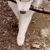 『長い木を持ち帰りたい大型犬』VS『阻止したい飼い主』微笑ましい攻防戦に2万いいね集まる「表情が良すぎるｗｗ」「フェイントかけてて草」