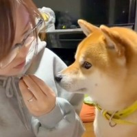 犬の前で『食べるフリ』をした後『あげるフリ』をした結果→あまりにも可愛いやり取りが14万再生「エアーおやつ」「付き合ってあげてる感ｗ」