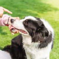 成犬になってから『しつけ』をすることは可能なの？子犬をトレーニングする場合と大きく違う点まで