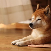 柴犬がみせる特有の行動『柴距離』とは？飼い主が必ず知っておくべきパーソナルスペースまで