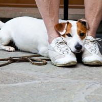 犬が人を怖いと思っているときにみせるサイン7選　恐怖を感じているときの行動や適切な対応まで