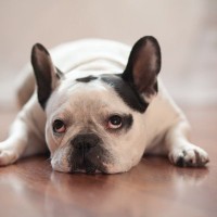犬が『楽しくない』ときにみせる態度や行動5選　愛犬を満足させる方法や注意点まで解説
